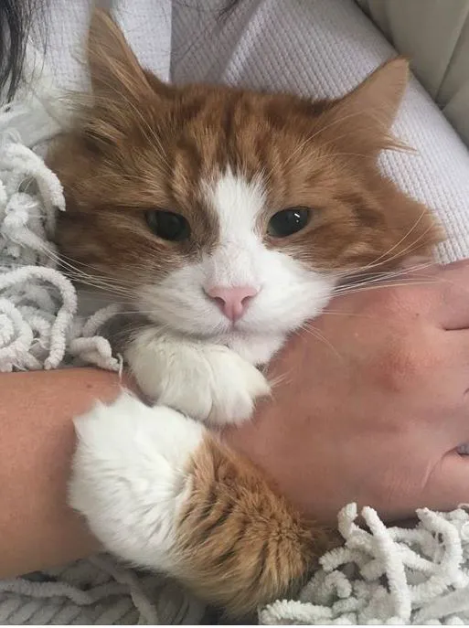 Kindness Animal Hospital 8