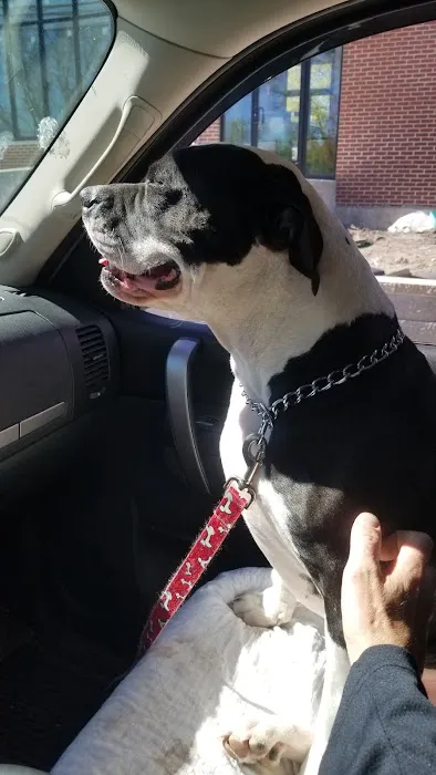 Massachusetts Animal Medical Center 1