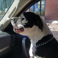 Massachusetts Animal Medical Center ico