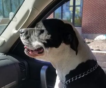 Massachusetts Animal Medical Center