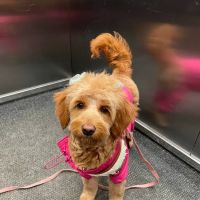 Newton Animal Hospital, A Thrive Pet Healthcare Partner ico