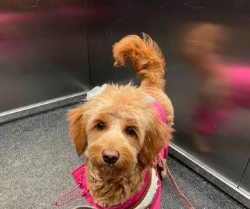 Newton Animal Hospital, A Thrive Pet Healthcare Partner
