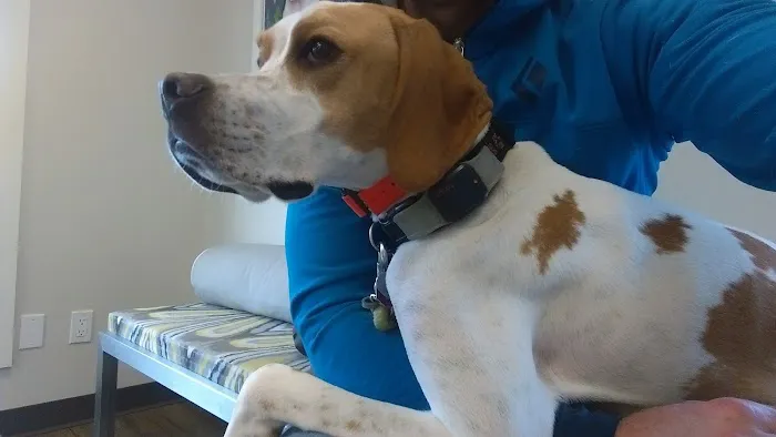 Newton Animal Hospital, A Thrive Pet Healthcare Partner 9