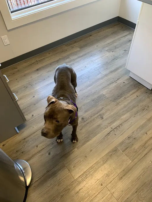 Newton Animal Hospital, A Thrive Pet Healthcare Partner 7