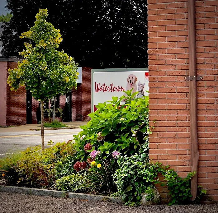 Watertown Animal Hospital 2