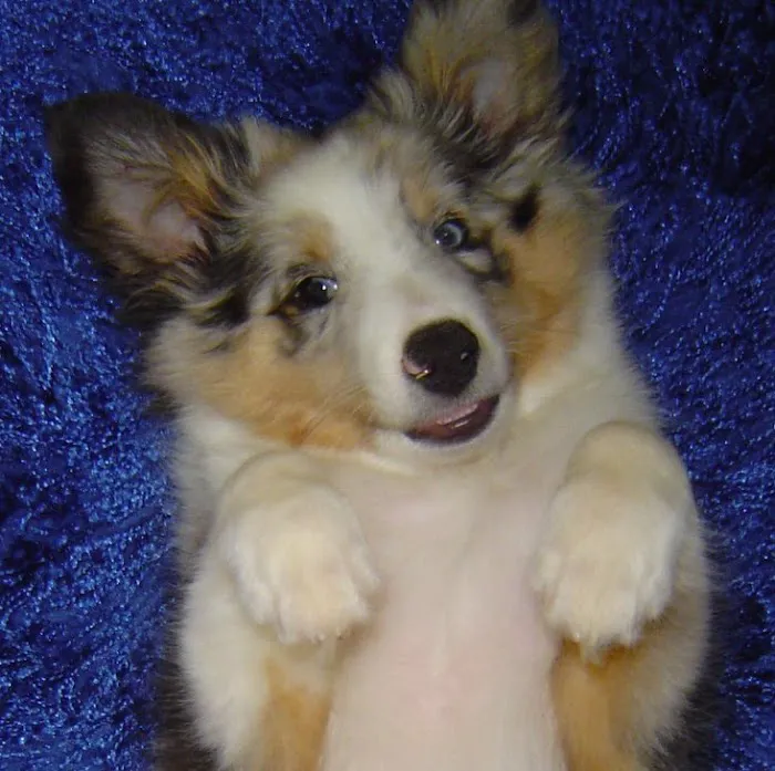 Animotion Animal Rehabilitation 4