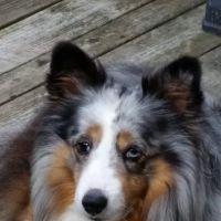 Animotion Animal Rehabilitation ico