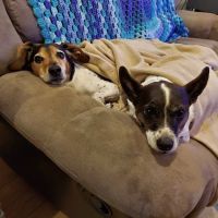 VCA Lloyd Animal Hospital ico