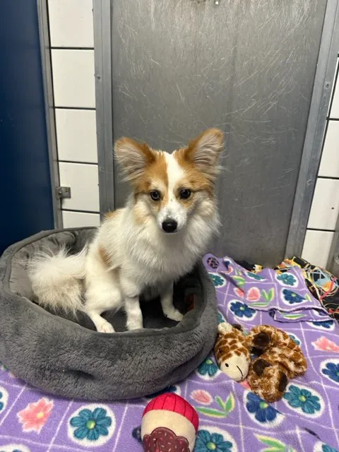 VCA Lloyd Animal Hospital 4