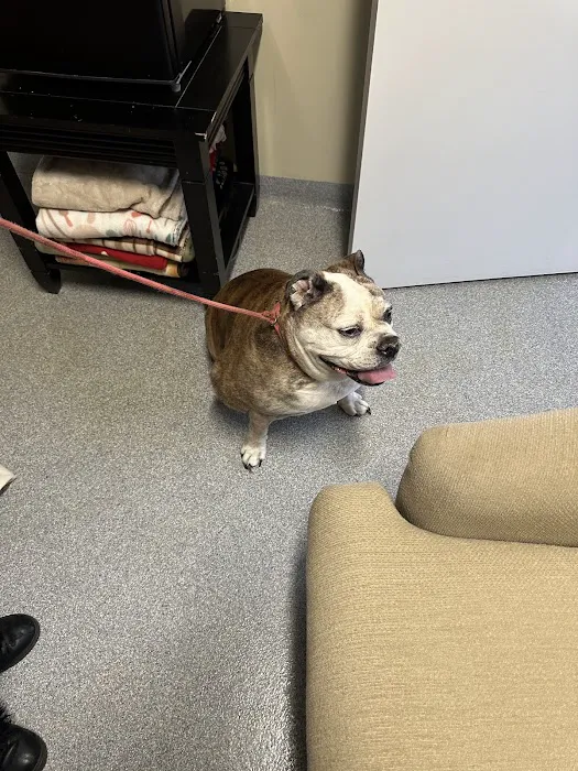 VCA Lloyd Animal Hospital 10