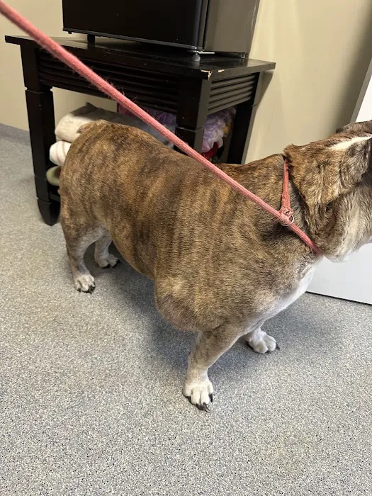 VCA Lloyd Animal Hospital 5