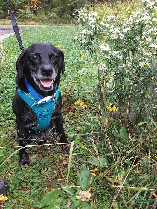 Bristol County Animal Clinic-Jenna Dale, D.V.M 8