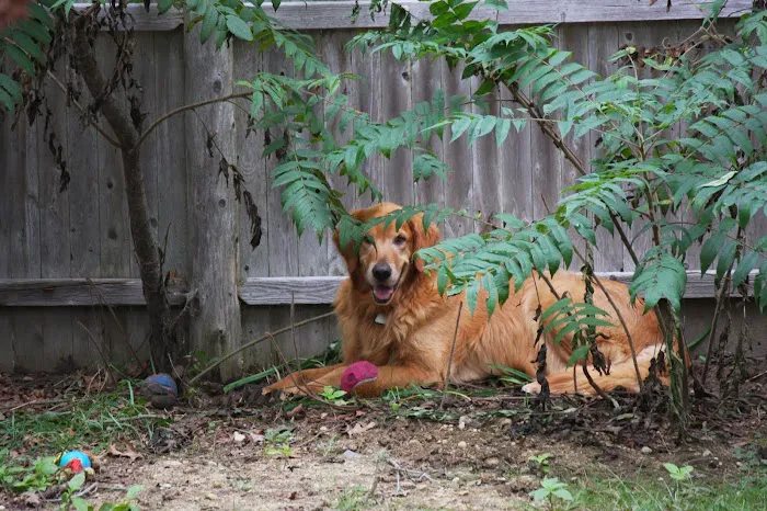 Bristol County Animal Clinic-Jenna Dale, D.V.M 9