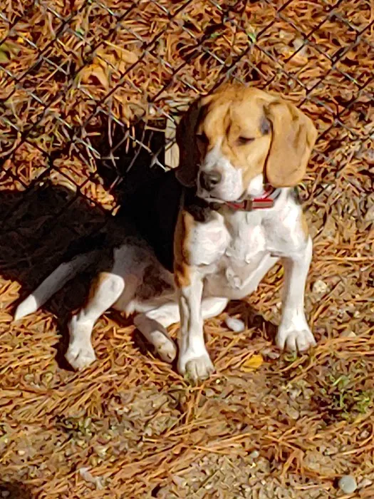 Bristol County Animal Clinic-Jenna Dale, D.V.M 1