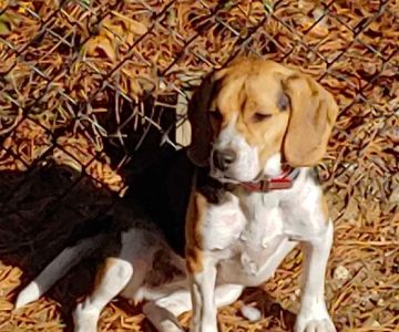 Bristol County Animal Clinic-Jenna Dale, D.V.M