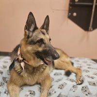 Sea Legs Integrative Veterinary Health ico