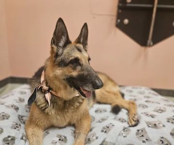 Sea Legs Integrative Veterinary Health