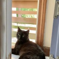 Community Veterinary Clinic UMA - Mount Ida Campus ico