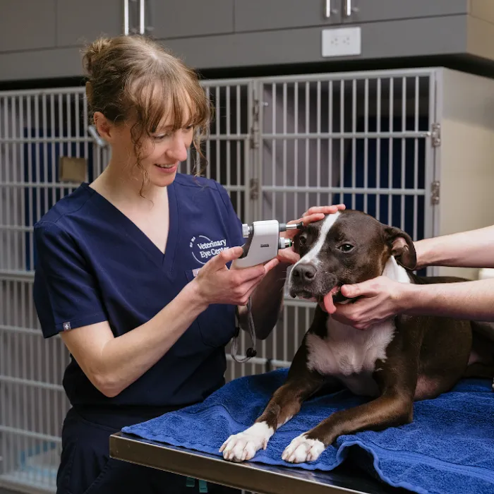 Veterinary Eye Center - Massachusetts 10