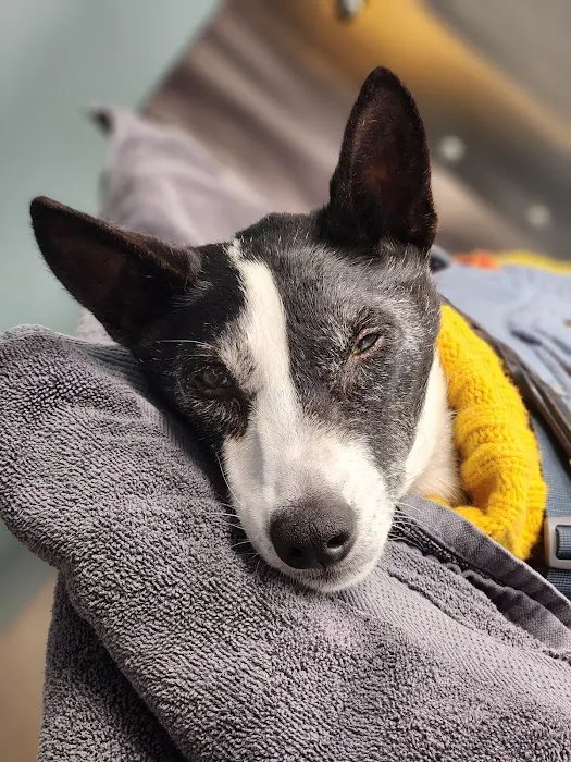 Veterinary Eye Center - Massachusetts 1