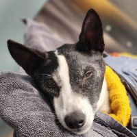 Veterinary Eye Center - Massachusetts ico