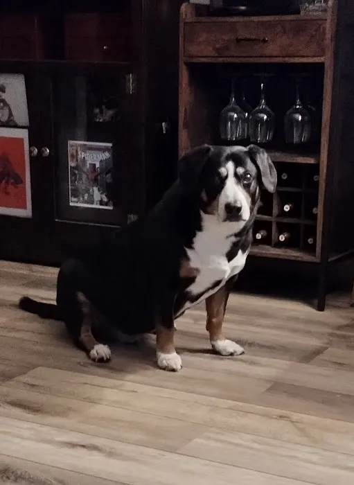 Veterinary Eye Center - Massachusetts 9