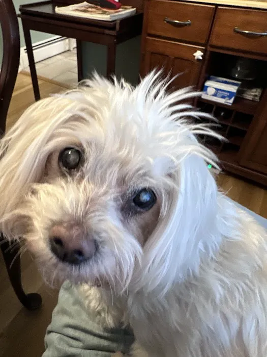Veterinary Eye Center - Massachusetts 5