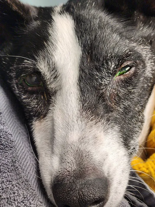 Veterinary Eye Center - Massachusetts 2