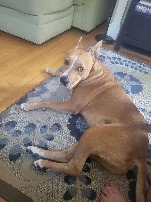 Banfield Pet Hospital 8