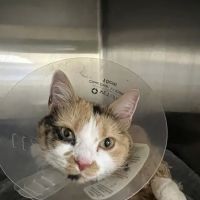 Veterinary Emergency Group ico