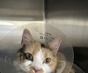 Veterinary Emergency Group