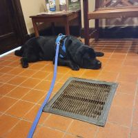 West Roxbury Animal Hospital ico