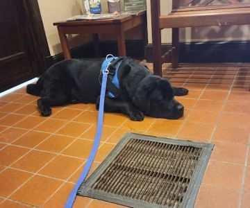 West Roxbury Animal Hospital