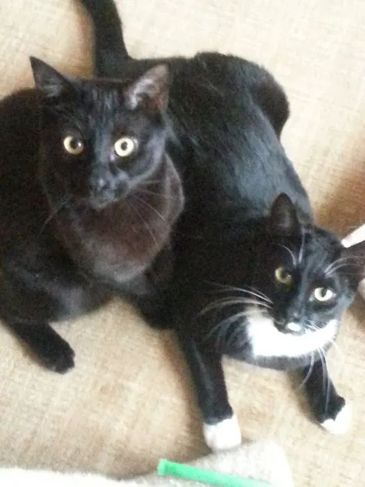 The Boston Cat Hospital 9