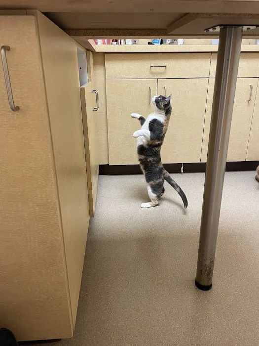 The Boston Cat Hospital 3