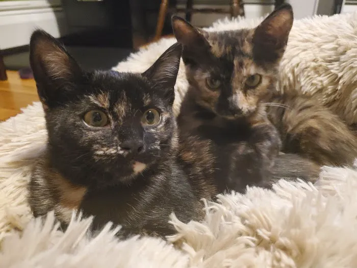 The Boston Cat Hospital 8