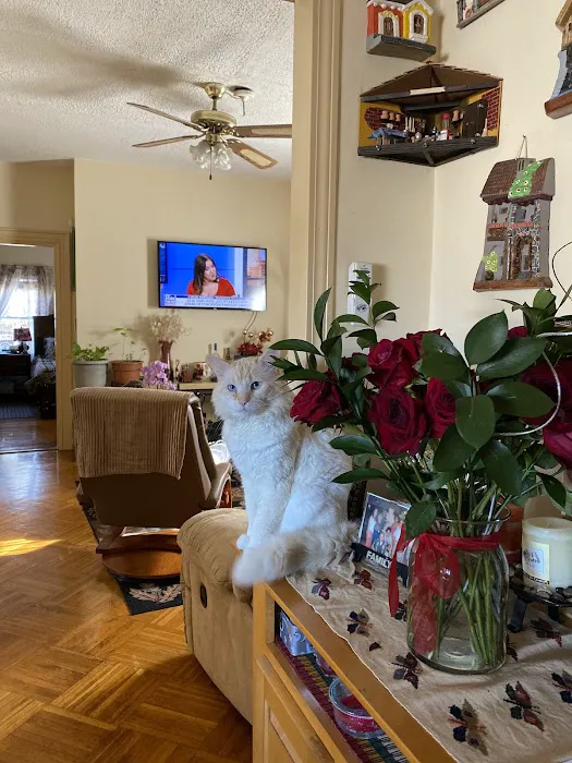 The Boston Cat Hospital 10