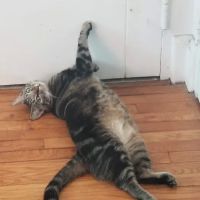 The Boston Cat Hospital ico