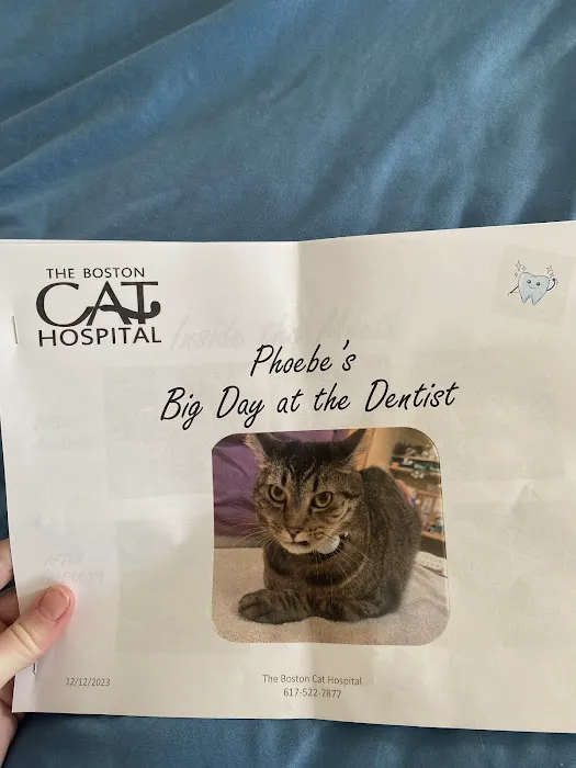 The Boston Cat Hospital 6