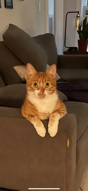 The Boston Cat Hospital 7