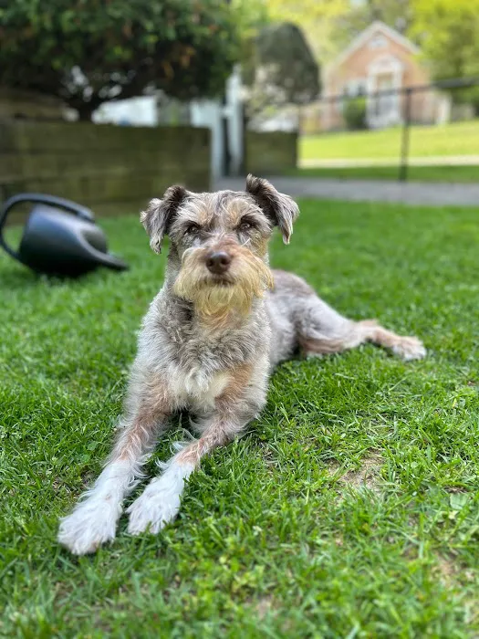 METROVET Veterinary Clinic 7