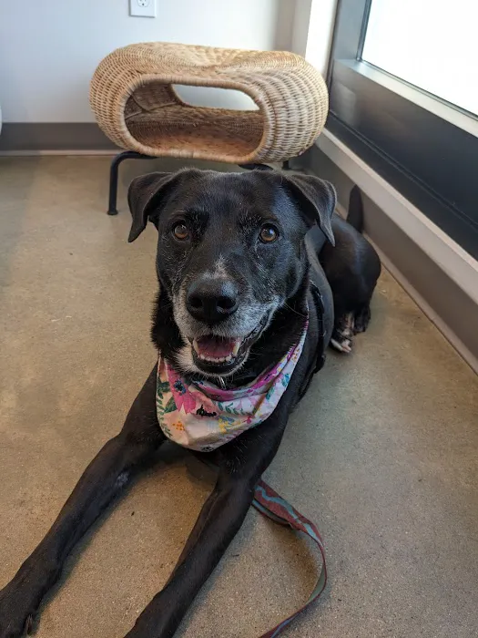 METROVET Veterinary Clinic 1