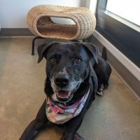 METROVET Veterinary Clinic ico