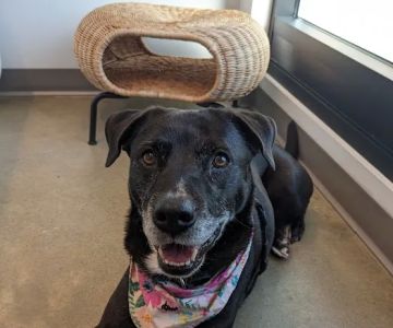 METROVET Veterinary Clinic