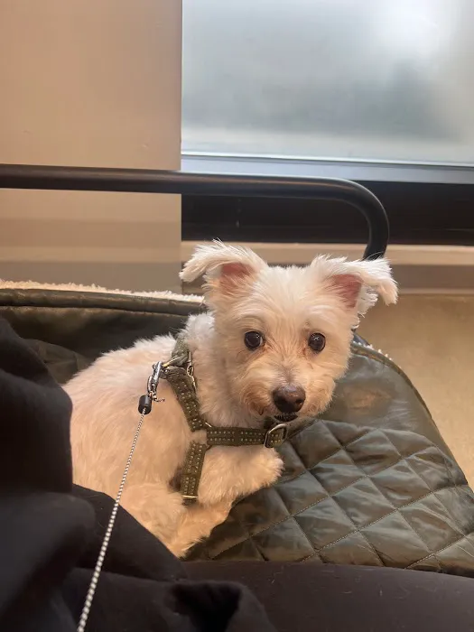 METROVET Veterinary Clinic 3
