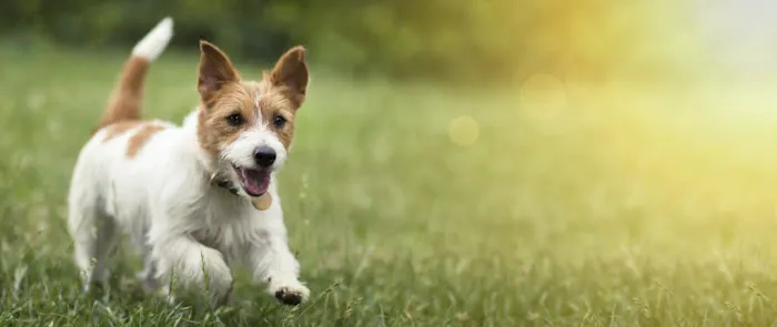 METROVET Veterinary Clinic 10