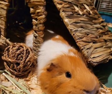 Vetco Vaccination Clinic