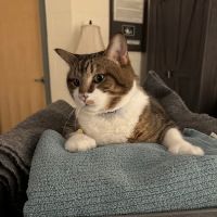 Veterinary Urgent Care Center - Easton ico