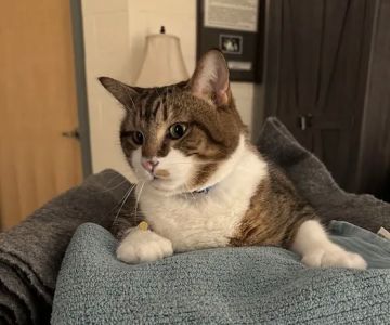 Veterinary Urgent Care Center - Easton