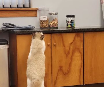 Quarry Hills Animal Hospital